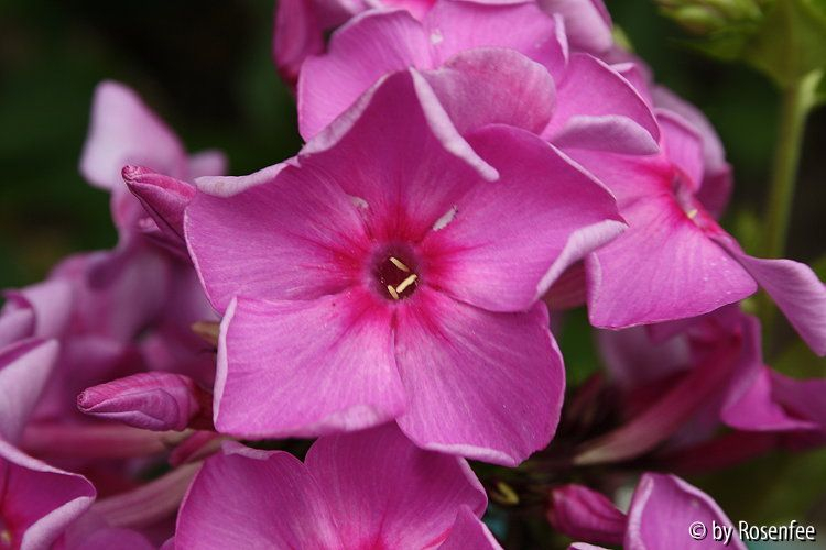 pur-Phlox