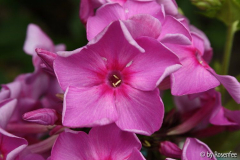 pur-Phlox