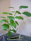 Catalpa bignonioides Sämling 2006