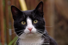 Kater