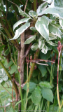 Cornus-bunt_14-1.jpg