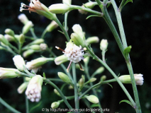Blüten von Syneilesis palmata
