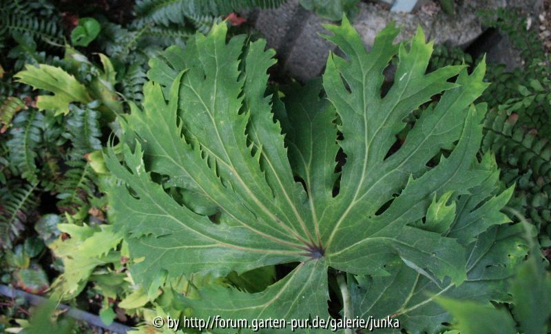 Syneilesis palmata Shishiba Form