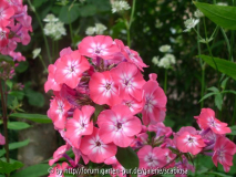 Phlox. pan. 'Steeple Bumpstead'