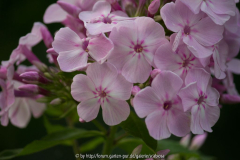 'Charlotte Blanchet' Juli 2014