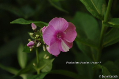 Paniculata Fondant Fancy?