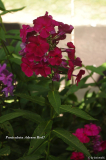 Paniculata Adessa Red?
