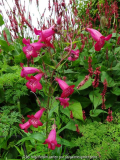 Penstemon Andenken an Friedrich Hahn July 2014