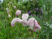 Sanguisorba Pink Brushes July 2014