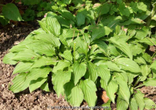 Hosta-LemonLime_14-2.jpg