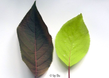 blatt 4.jpg