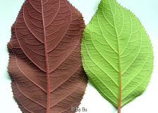 blatt3.jpg