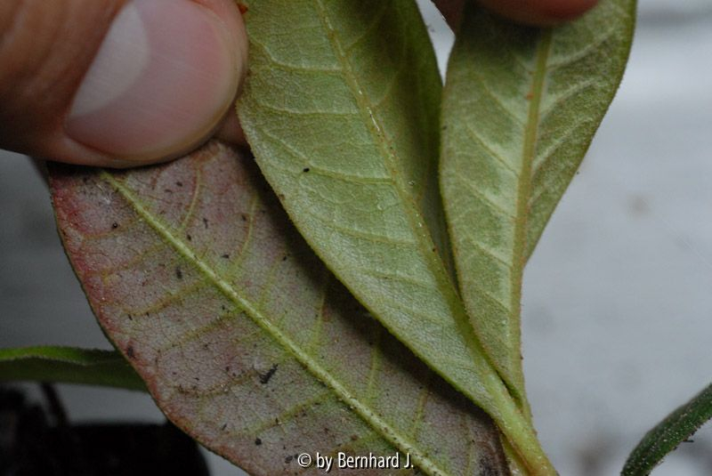 Rhododendron arboreum Unterseite