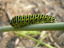 Raupe am Dill 2.jpg