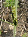 Raupe am Dill 1.jpg