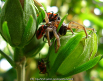 Insektenmord 2.jpg