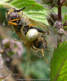 Insektenmord.jpg