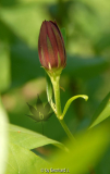 Calycanthus occidentalis - Orientalische
