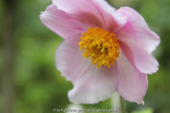 Anemone tomentosa ?, Einzelblüte