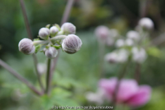 Anemone robustissima?