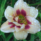 Roswitha 307