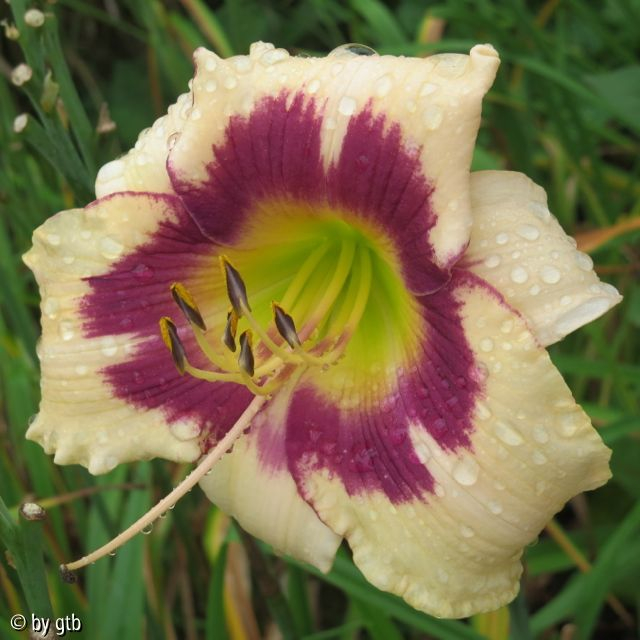 Berleyer Seitenblick 307