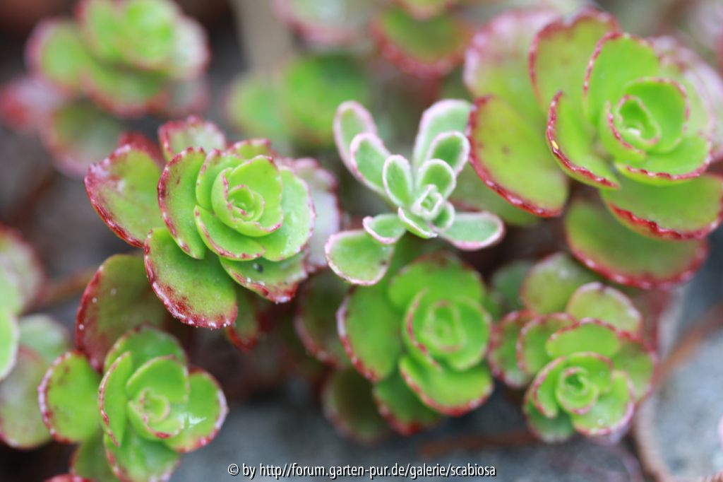 Sedum spurium, rotblühend