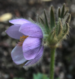 Pulsatilla sugawarai