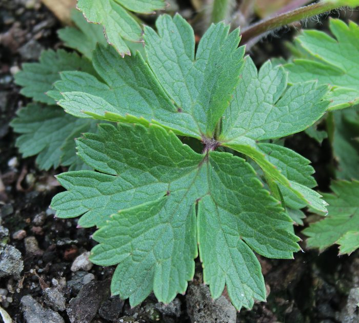 Pulsatilla sugawarai