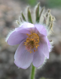 Pulsatilla sugawarai