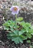 Pulsatilla sugawarai