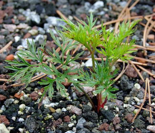 Pulsatilla occidentalis