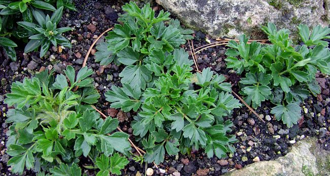 Pulsatilla vernalis