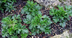 Pulsatilla vernalis