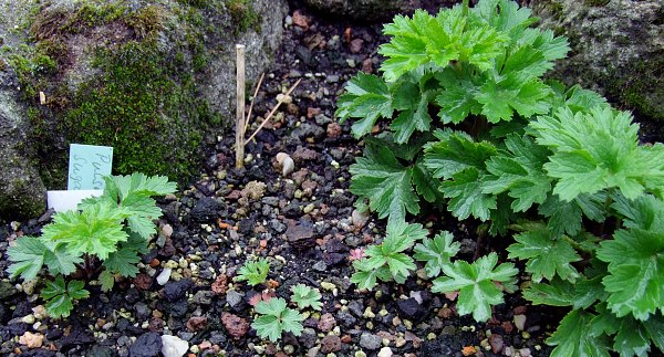 Pulsatilla sugawarai