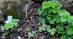 Pulsatilla sugawarai