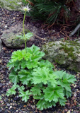 Pulsatilla sugawarai