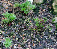 Pulsatilla taraoi