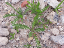 Achillea millefolium