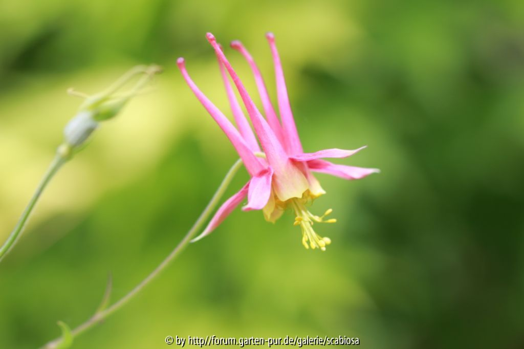 Aquilegia Smlg. August 2014