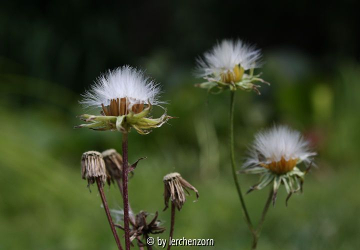 Crepis tectorum