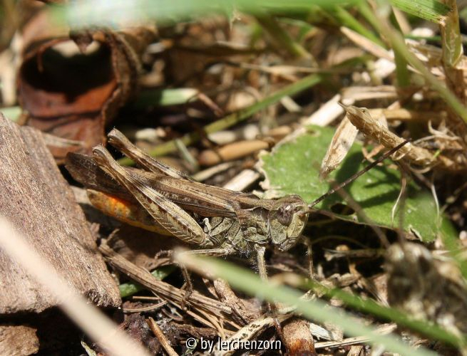 Brauner Grashüpfer - Chorthippus brunneus