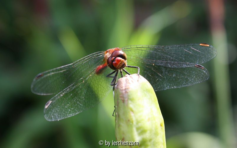 Heidelibelle - evtl. Blutrote H. / Sympetrum cf. sanguineum