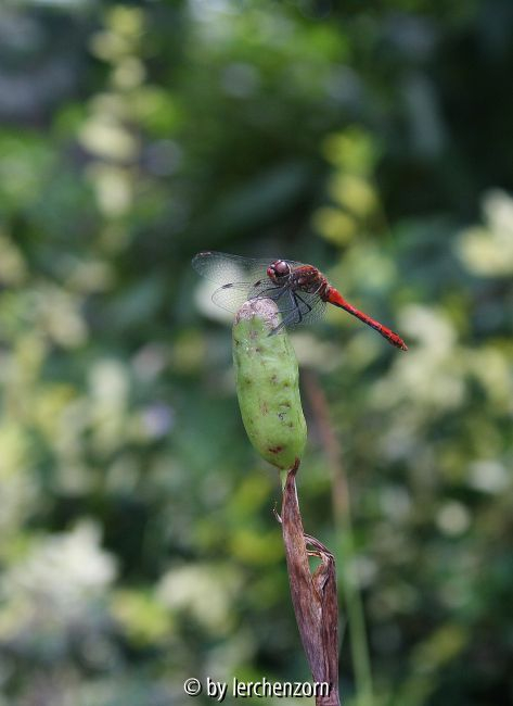 Heidelibelle - evtl. Blutrote H. / Sympetrum cf. sanguineum
