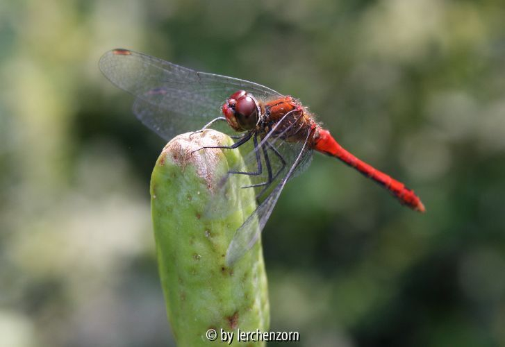 Heidelibelle - evtl. Blutrote H. / Sympetrum cf. sanguineum