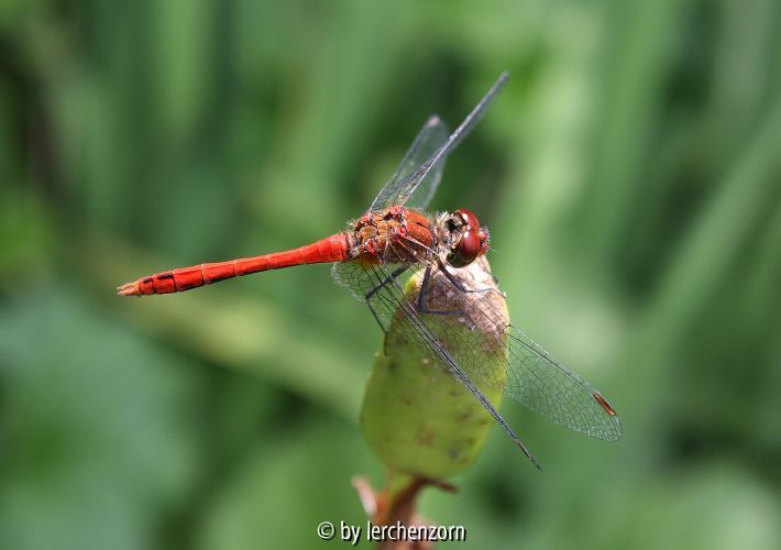 Heidelibelle - evtl. Blutrote H. / Sympetrum cf. sanguineum