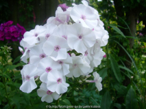 Phlox 'Blue Ice'