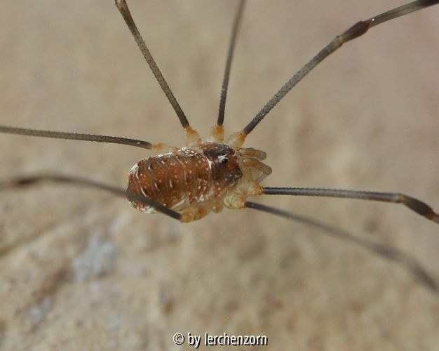 Opilio canestrinii