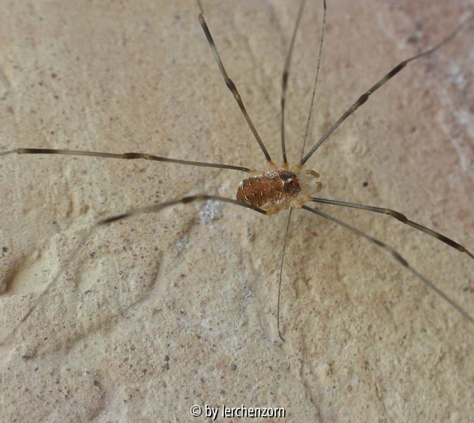 Opilio canestrinii