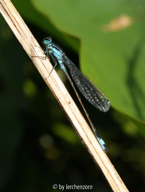 Große Pechlibelle
